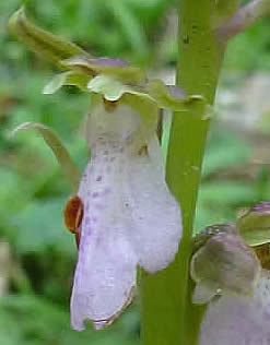 Orchis cazorlensis 