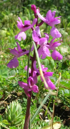 Orchis olbiensis