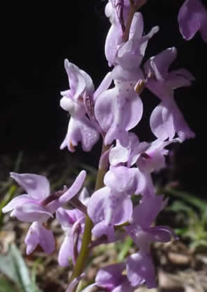 Orchis olbiensis