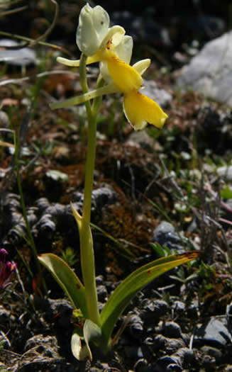 Orchis pauciflora