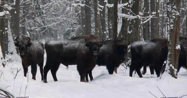 bison in Poland