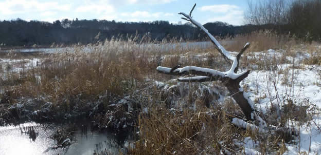 snow at Thorpe Marshes