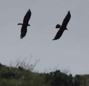 golden eagles (Jean Dunn)