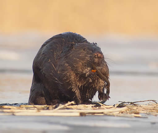 Beaver by Piotr Dombrowski