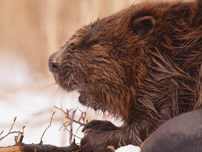 Beaver by Piotr Dombrowski