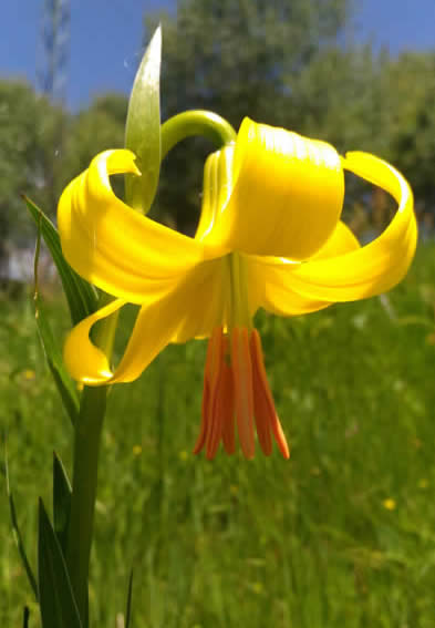 Rhodope lily