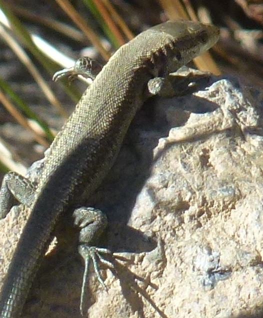 Pyrenean rock lizard close-up