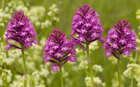 pyramidal orchids