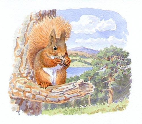 Red Squirrel by Artist Richard Allen