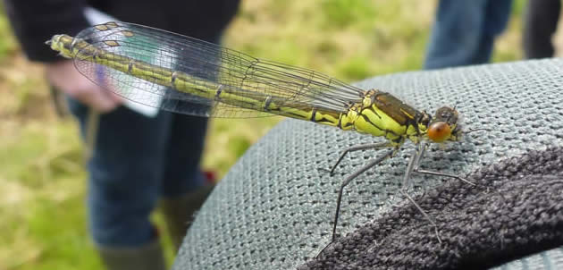 Red-eyed Damselfly, immature, on telescope 23 May 2016