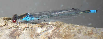 Red-eyed Damselfly