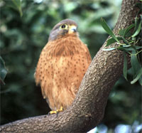 Rock Kestrel