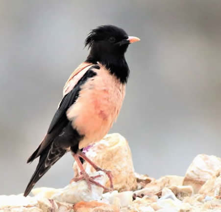 Rosy starling (Neophron)