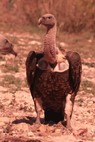 Rüppell's vulture (Pau Lucio)