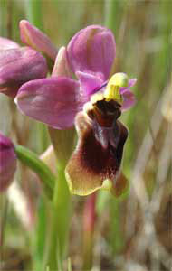 Sawfly orchid