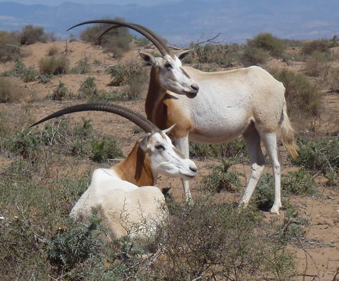 scimitar oryx