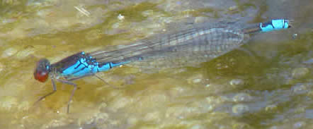 Small Red-eyed Damselfly