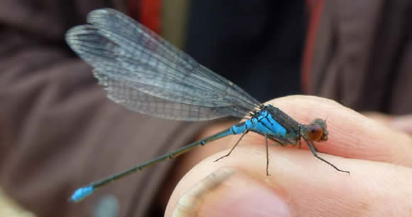 small red-eyed damselfly