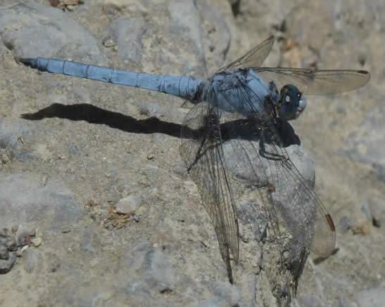 Southern Skimmer