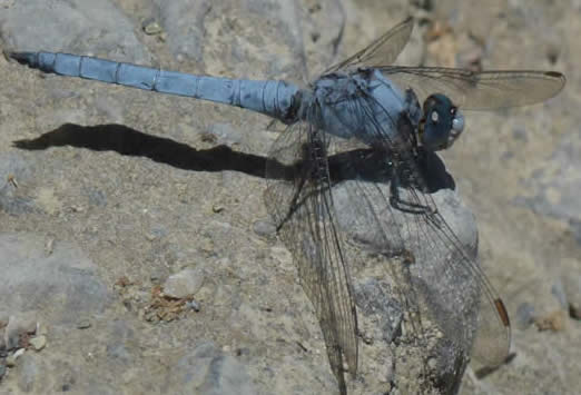 Southern Skimmer