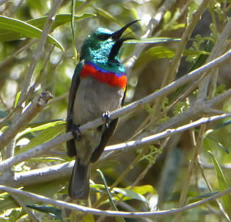 soutthern double-collared sunbird