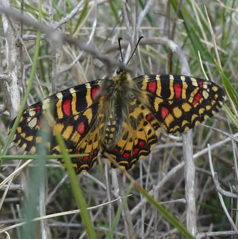 Spanish festoon