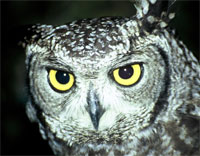 Spotted eagle owl