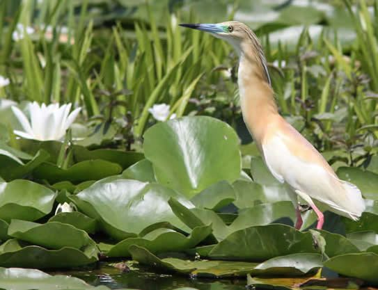 squacco heron (Judith Wells)