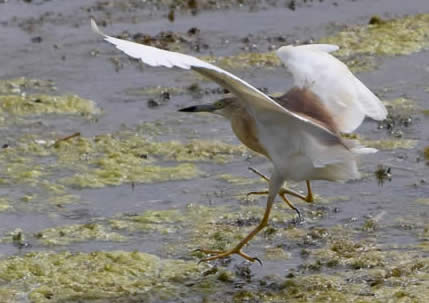 squacco heron (Dawn Stevens)