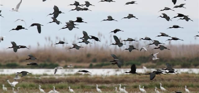 glossy ibises (Rob Carr