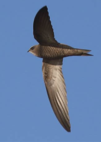 pallid swift (Rob Carr)