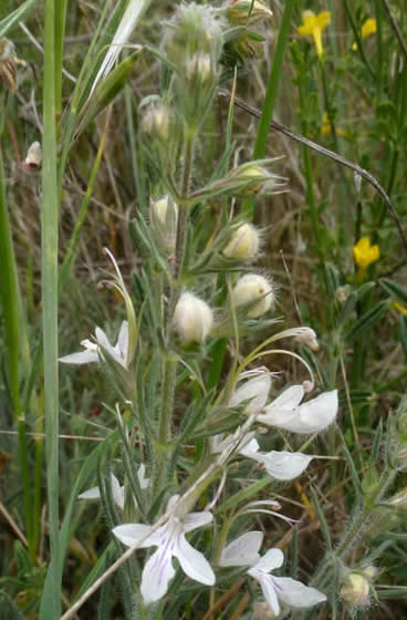 Teucrium pseudochamaepitys