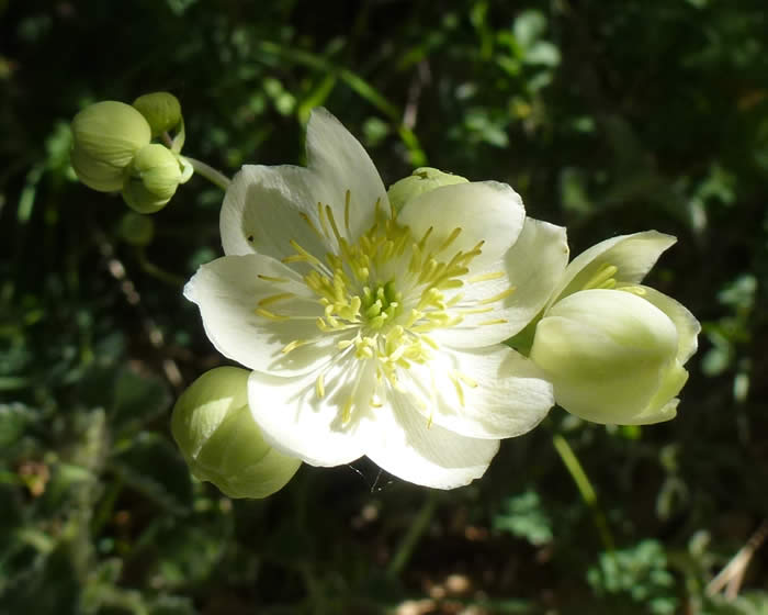 Thalictrum tubersosum