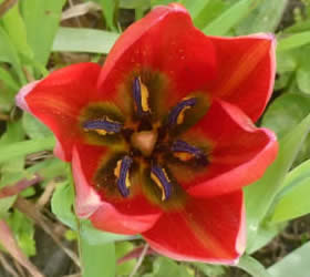 Tulipa doerfleri 