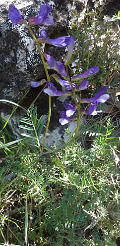 Vicia onobrychioides 