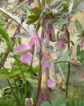 Vicia pannonica