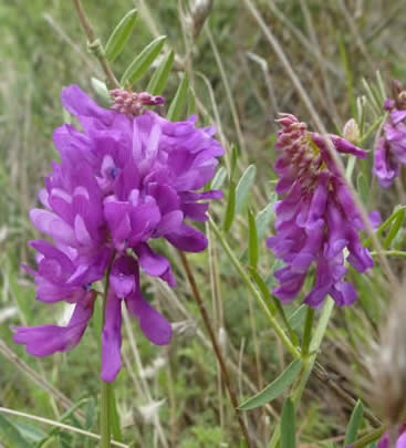 Vicia tenuifolia