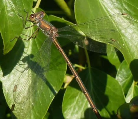 Willow Emerald on ivy, 6 November 2017