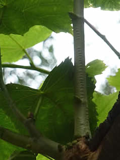 Willow emerald egg-laying scars on common lime