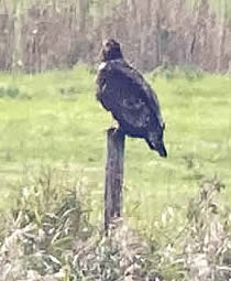 White-tailed eagle