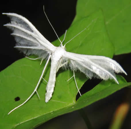 White Plume Moth