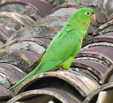 white-eyed parakeet