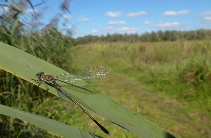 Willow Emerald damselfly