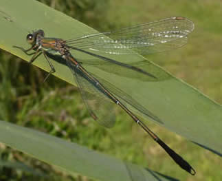 Willow Emerald damselfly