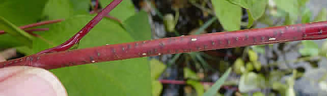 Willow Emerald egg-laying scars on Cornus alba