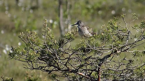 Wood sandpiper (John Rumpus)