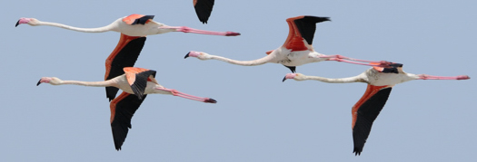 flamingos (Nick Upton)