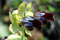 Sombre bee orchid Ophrys fusca (Brian Anderson)