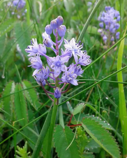 Amethyst meadow squill 