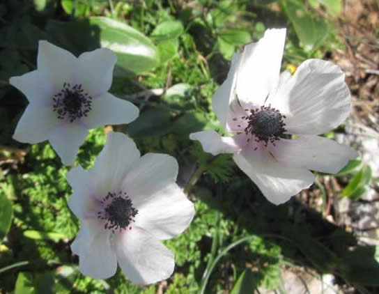 crown anemone
